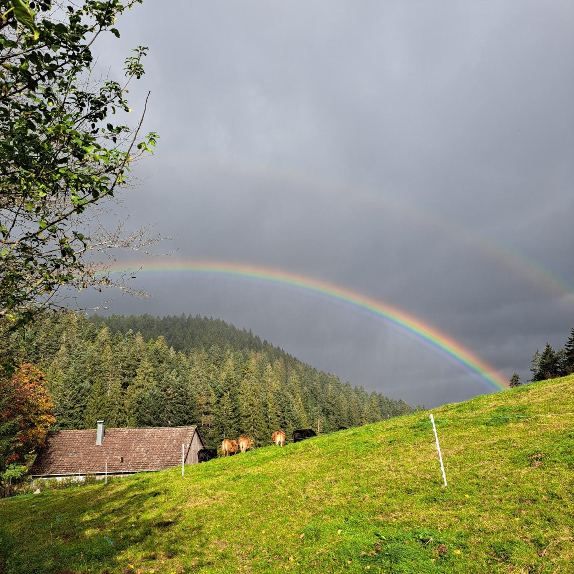 Ferienhaus Schwarzwald Seewald Erzgrube Badesee 100% Natur Eksteriør billede