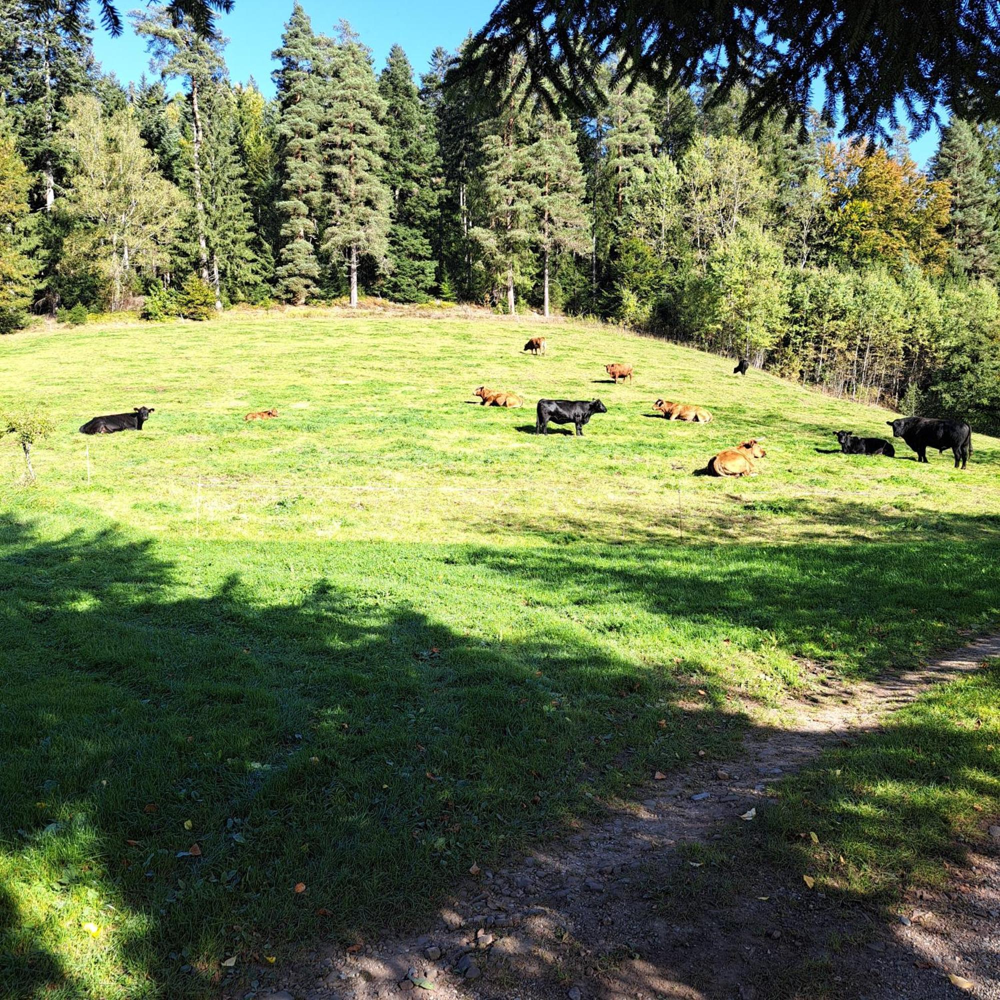Ferienhaus Schwarzwald Seewald Erzgrube Badesee 100% Natur Eksteriør billede