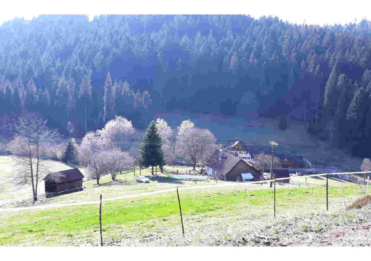 Ferienhaus Schwarzwald Seewald Erzgrube Badesee 100% Natur Eksteriør billede